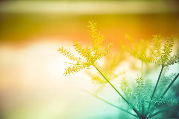 Bloem Gras Herfst Natuur Zonlicht Met Filter Gras Bloem Zomer — Stockfoto