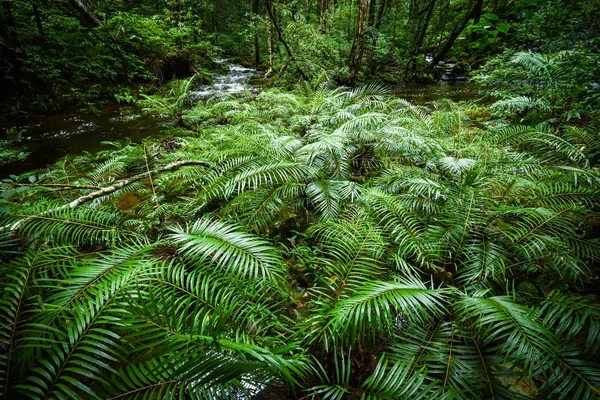 plant tropical fern forest / nature green plant rainforest tropical jungle fern tree with stream river from mountains -landscape green forest trees
