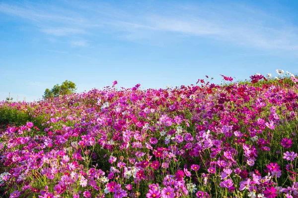 Frühling Blume Rosa Feld Bunte Kosmos Blume Blüht Den Schönen — Stockfoto