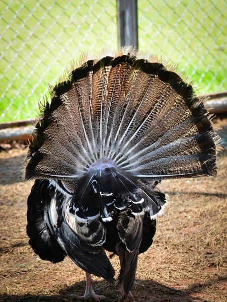 Wild turkey / close up of back wild male turkey show tail in the farm - Meleagris gallopavo