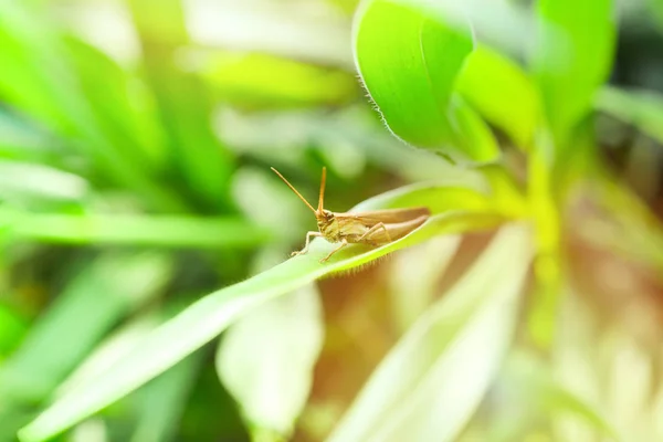 Grasshopper Green Nature Background Meadow Grasshopper Green Plant Soft Focus — Stock Photo, Image