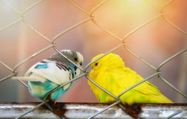Попугай Клетке Голубой Желтый Попугай Попугай Птица Домашнего Животного Budgerigar — стоковое фото