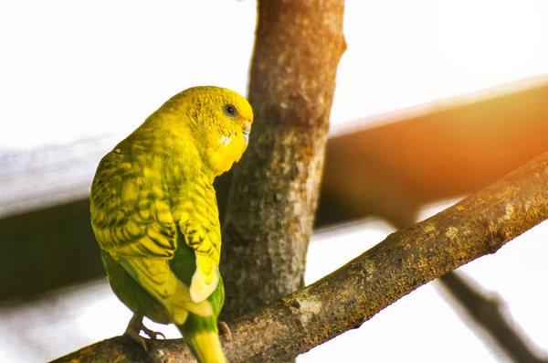 Budgerigar Sur Branche Jaune Perroquet Perroquet Dans Ferme Oiseaux — Photo