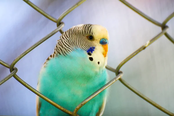 Παπαγάλος Κλουβί Μπλε Πουλί Κατοικίδιων Ζώων Παπαγάλων Budgie Budgerigar Κοινή — Φωτογραφία Αρχείου