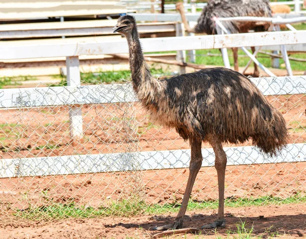 Emu Chodit Jíst Serverové Farmě Pštrosích Velký Pták Zoo Klec — Stock fotografie