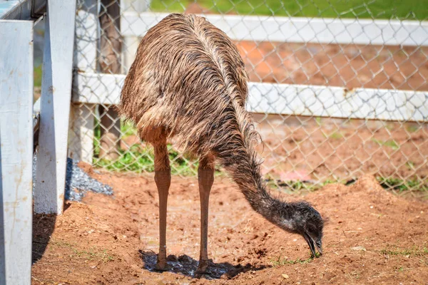 Emu Andando Comendo Fazenda Emu Avestruz Pássaro Grande Jardim Zoológico — Fotografia de Stock