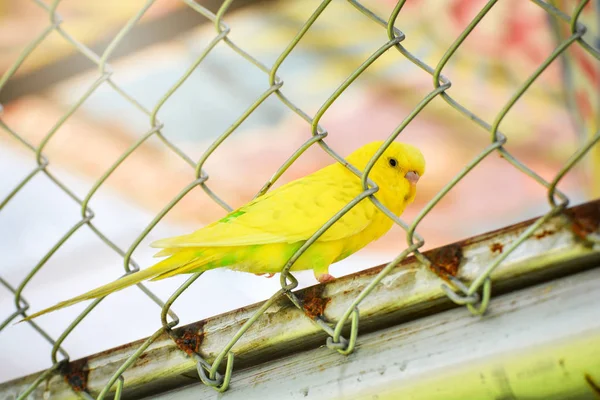 笼子里的鹦鹉 笼子里的布杰里加鸟 鸟园里常见的鹦鹉宠物的黄色 — 图库照片