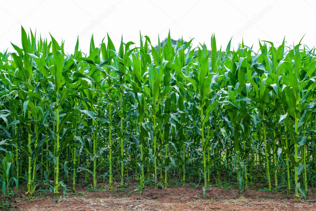 Corn field growing up / green corn field farming plant crop corn tree in area agriculture field 