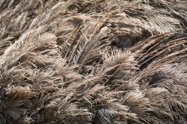 Plumeau Achtergrond Veren Van Struisvogel Emu Vogel Bont Textuur Achtergrond — Stockfoto