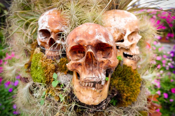 Crânio Humano Três Crânio Modelo Decorar Jardim Planta Crescente Crânio — Fotografia de Stock