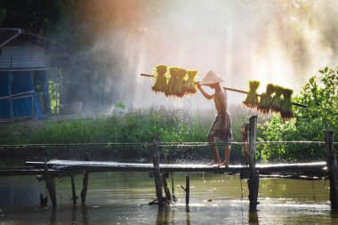 çiftçi Tay / adam çiftçi ahşap köprü - ihtiyar köylü tarım tarım yeşil alan tarım kırsal Tayland Asya bitki üzerinde yürüyen omuz üzerinde pirinç bebek tutan