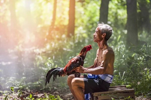 rooster fighting cock and uncle owner / old man farmer make love animal gamecock in hand - gamecock get ready for fighting cock in countryside chicken farm rooster