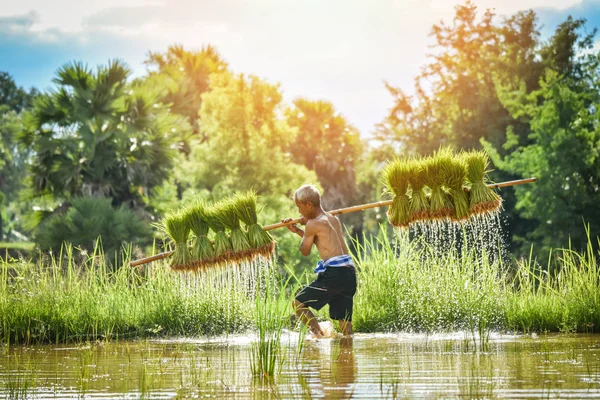 farmer thai / man farmer holding rice baby on shoulder walking in rice field - old man peasant farming agriculture to plant green field farmland in countryside thailand asia