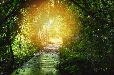 Doğa Ağaç tünel / ışık (ışık eklendi) güneş ışığı yeşil ağaçların orman yolu ile tünel