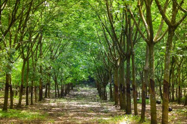 Kauçuk plantasyon / tarım kauçuk ağaçları Asya kauçuk satır plantasyon tarım ağaç bitki Tayland ormanda 
