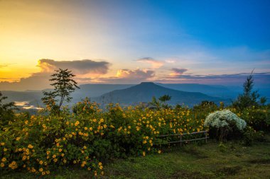 Tayland güzel dağ sahne görünümü tepede alanıyla başvuruda bulunarak ağaç kadife çiçeği çiçek - yelllow çiçek Dağı ve günbatımı manzara / phupapoh - phu pa poh, Loei veya Tayland Fuji