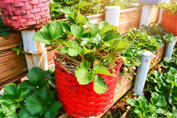 Tanaman Stroberi Kebun Muda Stroberi Hijau Yang Tumbuh Pot Organik — Stok Foto