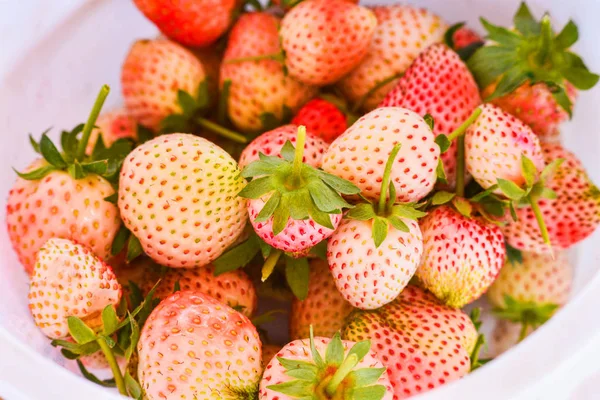 fresh strawberry from farm Strawberry harvest in the green strawberries fruit organic