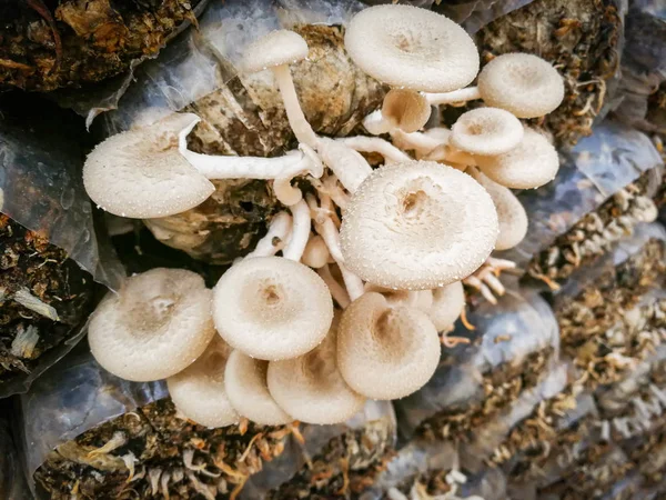 Mushroom farm / Organic oyster mushrooms mold in plastic bag for growing in mushrooms farm agriculture