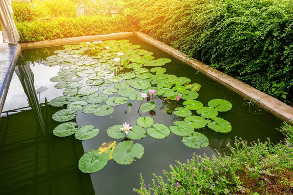 Lotus pond / Water lily or lotus flower and green leaf growing water pond in the garden