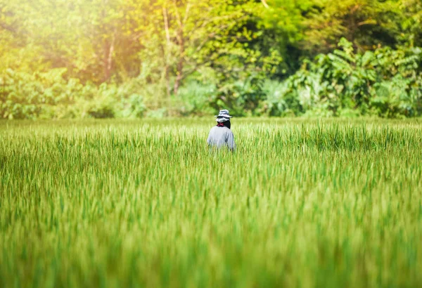 Фермер Поле Азиатских Фермеров Ходить Зеленым Рисовым Полям Сельскохозяйственной Области — стоковое фото