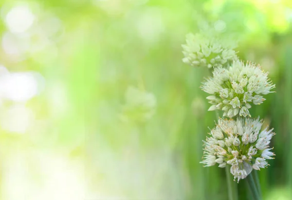 观赏洋葱 白花春天洋葱在庭院自然绿色背景 Allium — 图库照片