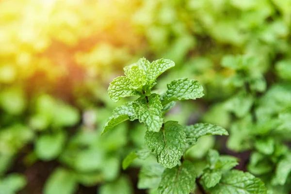 Leaf Mint background / Peppermint leaf green plants in garden herbs and food Thai - mint leaves plant grow at vegetable garden