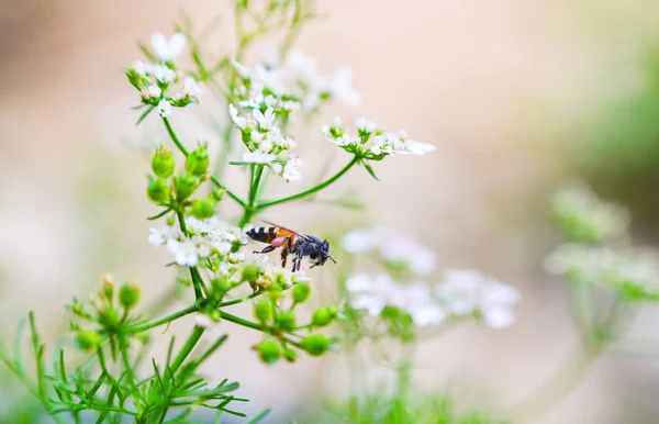 Natur Grün Weiß Gemüseblume Hintergrund Nahaufnahme Insekt Biene Sammelt Pollen — Stockfoto