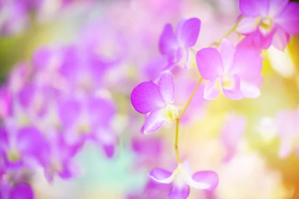 Orchidee Roze Paarse Bloem Herfst Mooie Gele Natuur Kleurrijke Achtergrond — Stockfoto