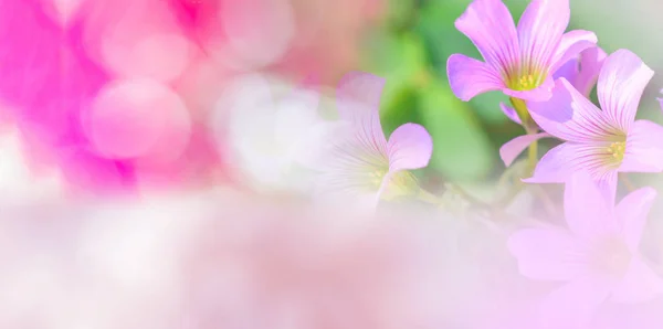 Natura Rosa Sfondo Banner Astratto Rosa Verde Sfocatura Bokeh Sfondo — Foto Stock