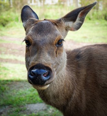 Geyik yüz ve kafa / kızıl geyik kadın bakmaktan yakın çekim 