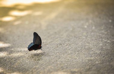 Kelebek zeminde / ortak siyah kelebek üstüne beton zemin doğada tropikal yaz gün