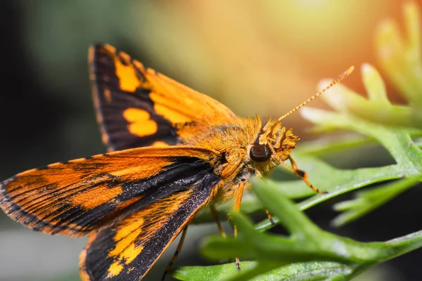 Papillon Orange Sur Plante Insectes Papillon Sur Plante Verte Gros — Photo