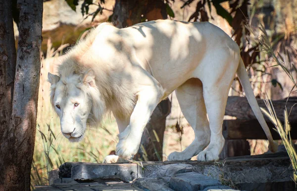 White lion / The male white lion standing safari animal - king of the Wild lion pride