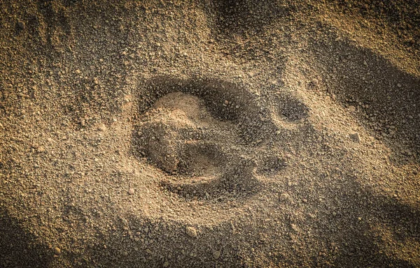 Animal Footprints / Animal foot track on Sand texture background