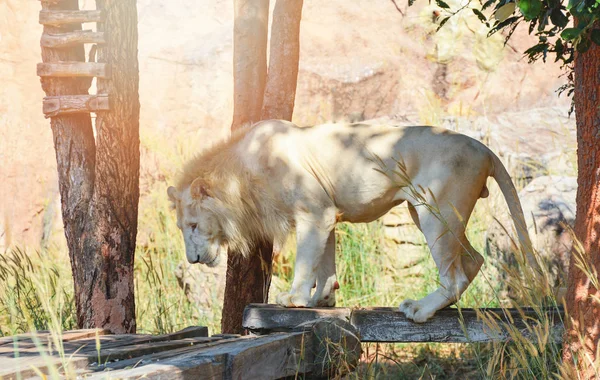 León Blanco Macho León Blanco Pie Animal Safari Rey Del — Foto de Stock