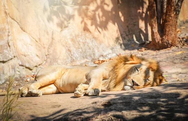 Hombre León Tumbado Relajante Piso Piedra Safari Rey Del Salvaje — Foto de Stock