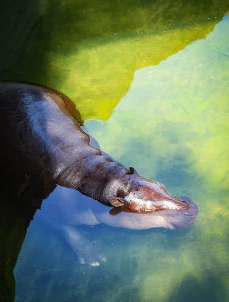 水に浮かぶカバ カバ赤ちゃんカバ ファームで水に浮かぶ — ストック写真