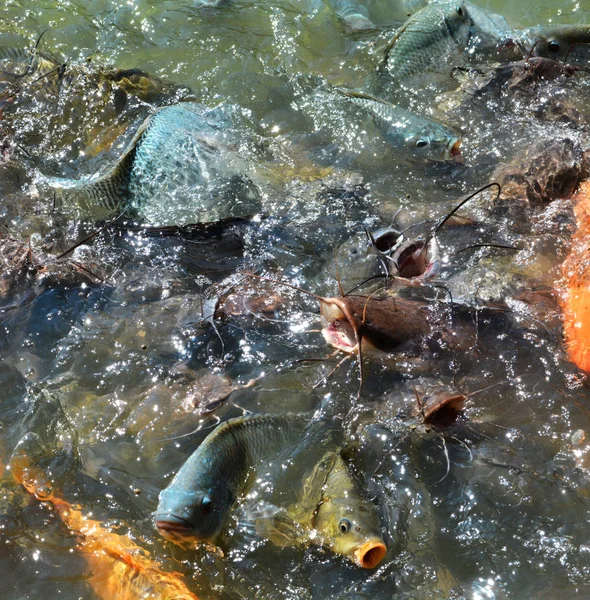 Ikan Pakan Banyak Ikan Memberi Makan Banyak Ikan Lele Tilapia — Stok Foto