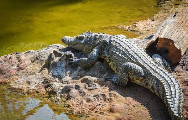 Crocodilo Deitado Relaxando Pedra Perto Água Uma Fazenda Crocodilos Réptil — Fotografia de Stock