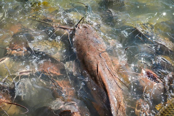 Alimentar Los Peces Muchos Peces Alimentan Los Alimentos Una Gran —  Fotos de Stock