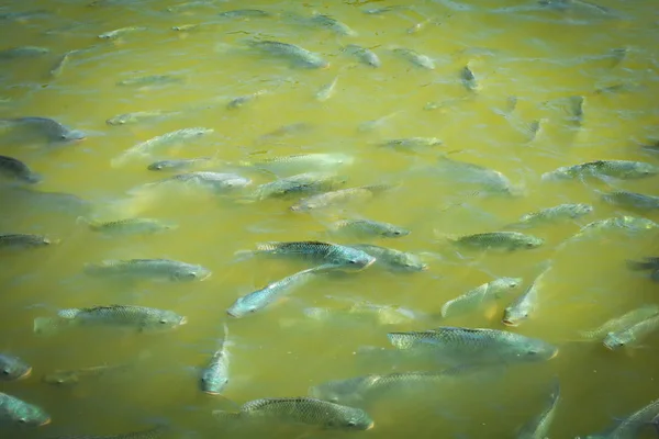 Рыбы Тилапии Плавают Речной Воде Группа Рыб Тилапии Плавает Поверхности — стоковое фото