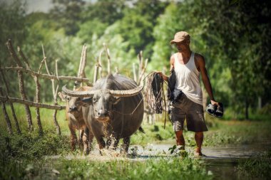 Çiftçi ile yürüyüş buffalo / Asya çiftçi sürükleyin alan kırsalında - hayvan nişan sahibi kişi onun buffalo / siyah Asya Buffalo su