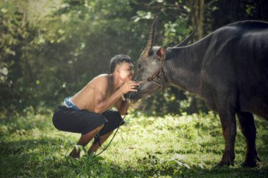 Çiftçi buffalo ile gözlerine bak / Asya çiftçi onun buffalo alan kırsal - bakım aşk hayvan nişan sahibi koynunda kişi için sevgi ver / siyah Asya Buffalo su
