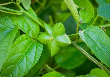 Sacha InChI boya / Yeşil taze sacha InChI tohum veya Inca fıstık ağacı bahçede üzerinde büyüyen - Inca yıldız