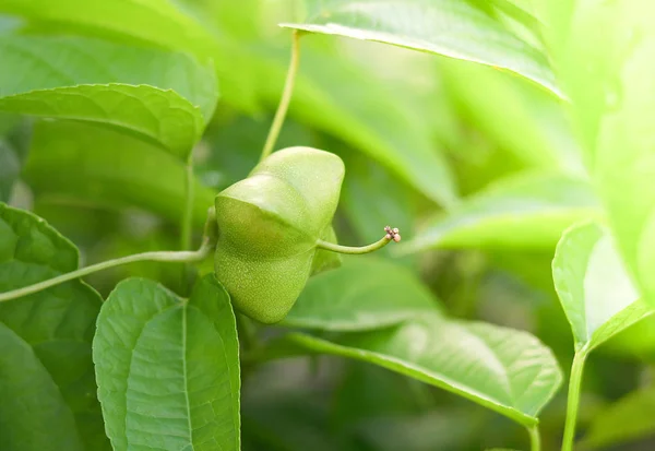 Sacha Inchi Palnt Green Fresh Sacha Inchi Seed Inca Peanut — Stock Photo, Image