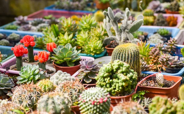 Miniatur Sukkulente Verschiedene Arten Schön Sukkulente Pflanzengarten Mischung Aus Sammlung — Stockfoto