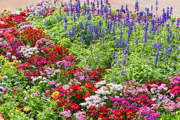Bunte Gartenblume Mehrfarbige Flora Hintergrund Landschaft Pflanze Und Blume Blühenden — Stockfoto