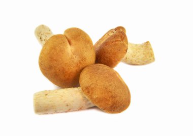 Shiitake mantar / Raw taze Shiitake mantar yemek yemek için izole üzerinde beyaz arka plan 