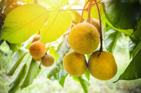 Santol Vruchten Boom Green Rauwe Santol Tropische Vruchten Aan Boom — Stockfoto